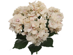 Hydrangea Bush w/ 7 Silk Blooms - 20" - Larksilk