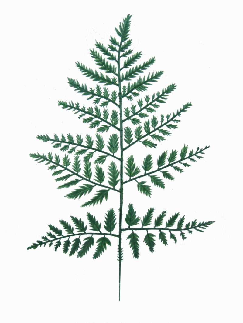 15" LEATHERLEAF 2024 Christmas Collection - Larksilk