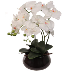 15" x 9" White Orchid with 7" Round Pot - Larksilk