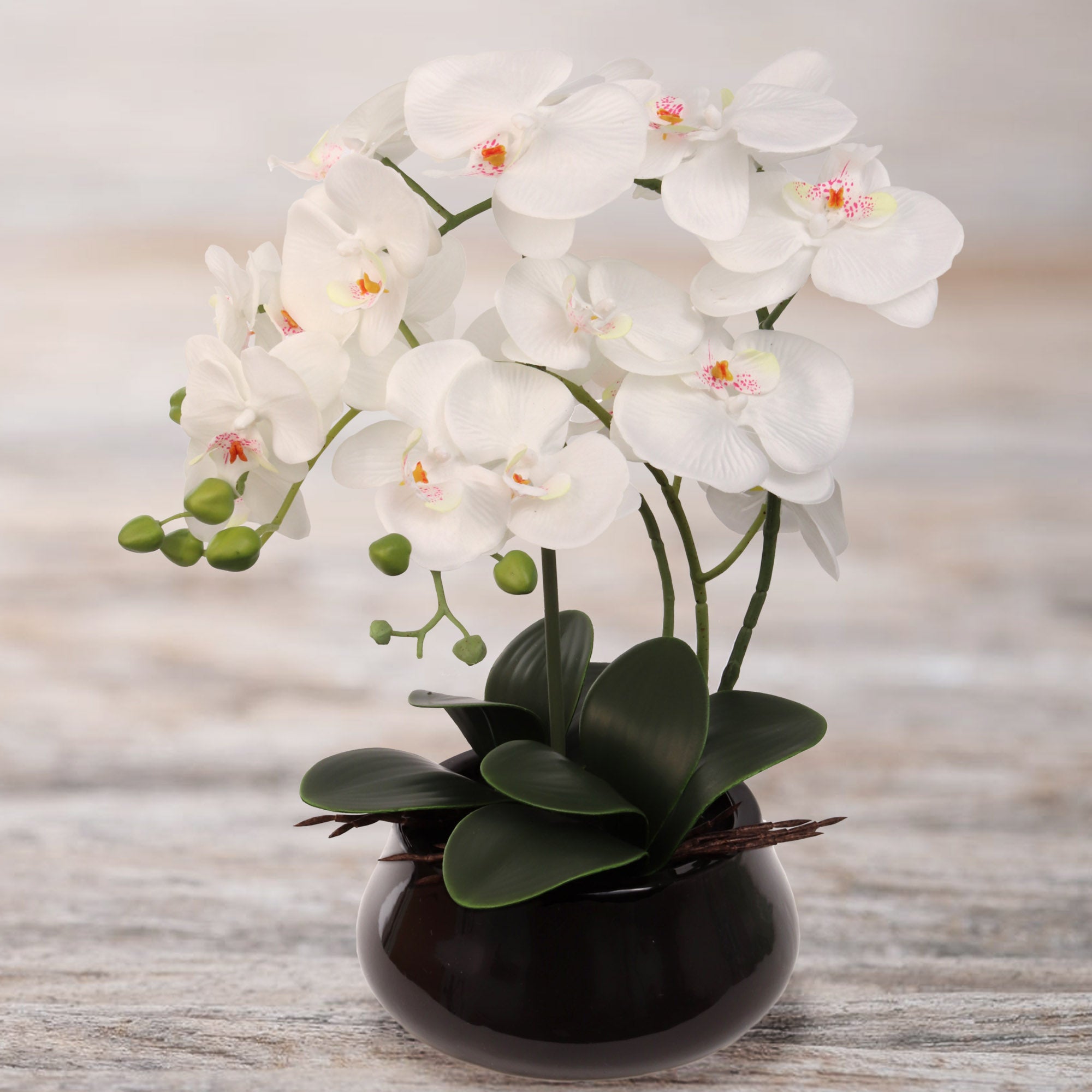 15" x 9" White Orchid with 7" Round Pot - Larksilk