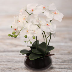 15" x 9" White Orchid with 7" Round Pot - Larksilk