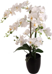 22" x 18" White Phalaenopsis Orchid with 5" White Ribbed Pot Realistic Faux Orchid Plant with 34 Flowers and 4 Leaves - 2026 Spring Collection