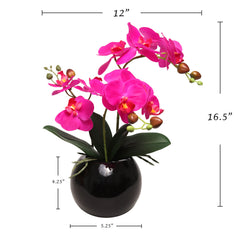 13-Inch Fuchsia Phalaenopsis Orchid Flowers in 5-Inch Round Black Vase - Larksilk
