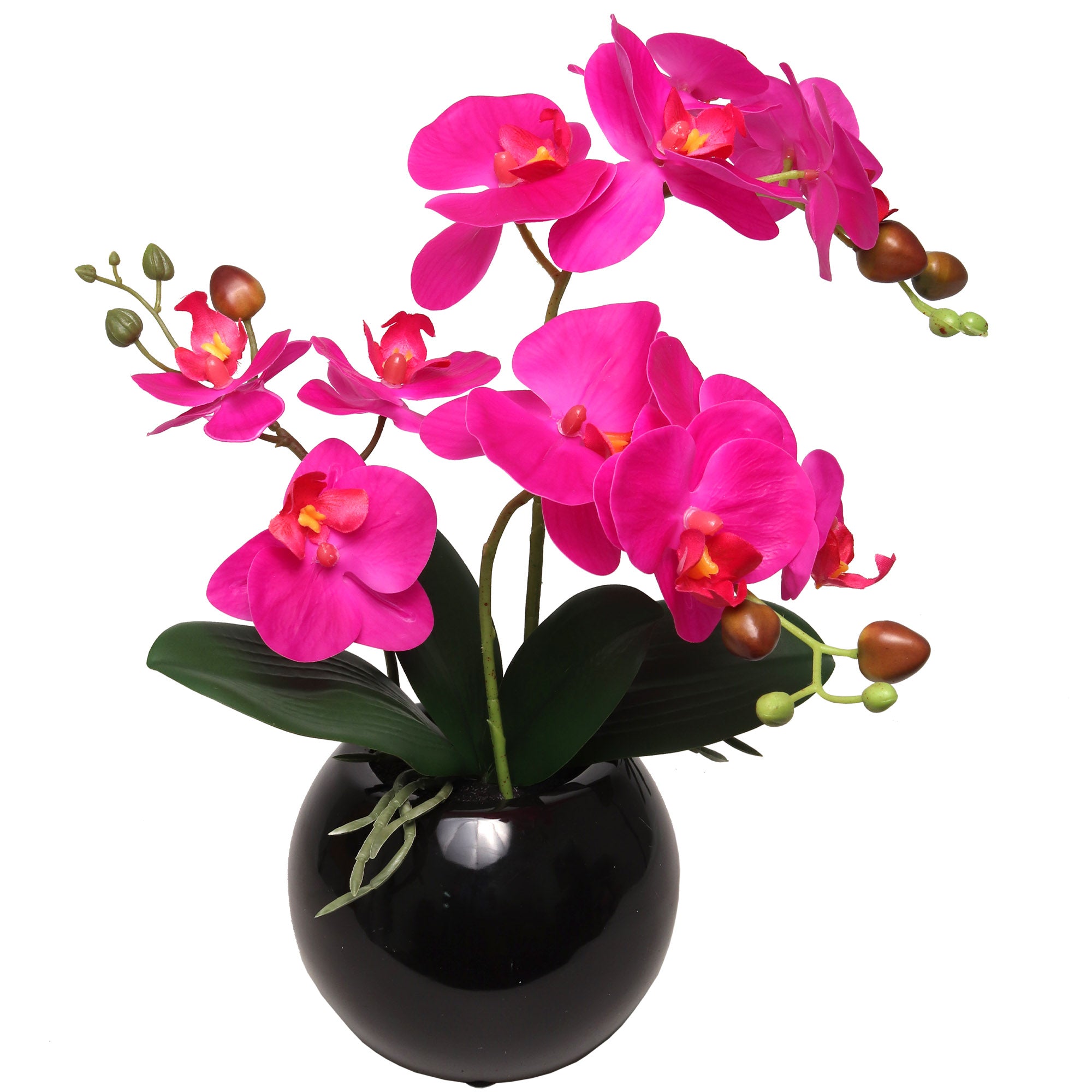 13-Inch Fuchsia Phalaenopsis Orchid Flowers in 5-Inch Round Black Vase - Larksilk