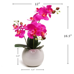 13-Inch Fuchsia Phalaenopsis Orchid Flowers in 5-Inch Round White Pot - Larksilk
