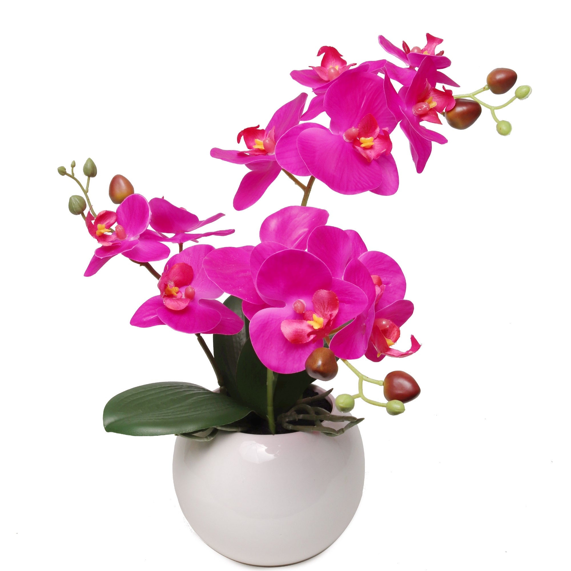 13-Inch Fuchsia Phalaenopsis Orchid Flowers in 5-Inch Round White Pot - Larksilk
