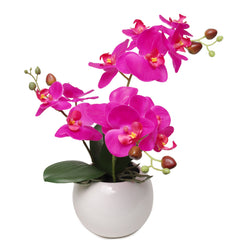 13-Inch Fuchsia Phalaenopsis Orchid Flowers in 5-Inch Round White Pot - Larksilk