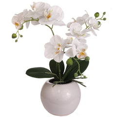 White Phalaenopsis Orchid Arrangement in Black Ceramic Vase - 13"