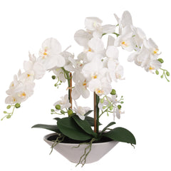 White Phalaenopsis Orchid Arrangement in Ceramic Vase - 21"