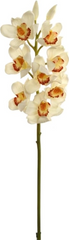 30"CYMBIDIUM STEM 10F/2BD -