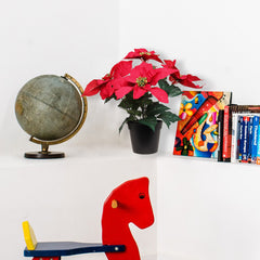 13" Red Velvet Poinsettia Bush in Black Pot with 5 Silk Flowers Pack of 6 2024 Christmas Collection - Larksilk