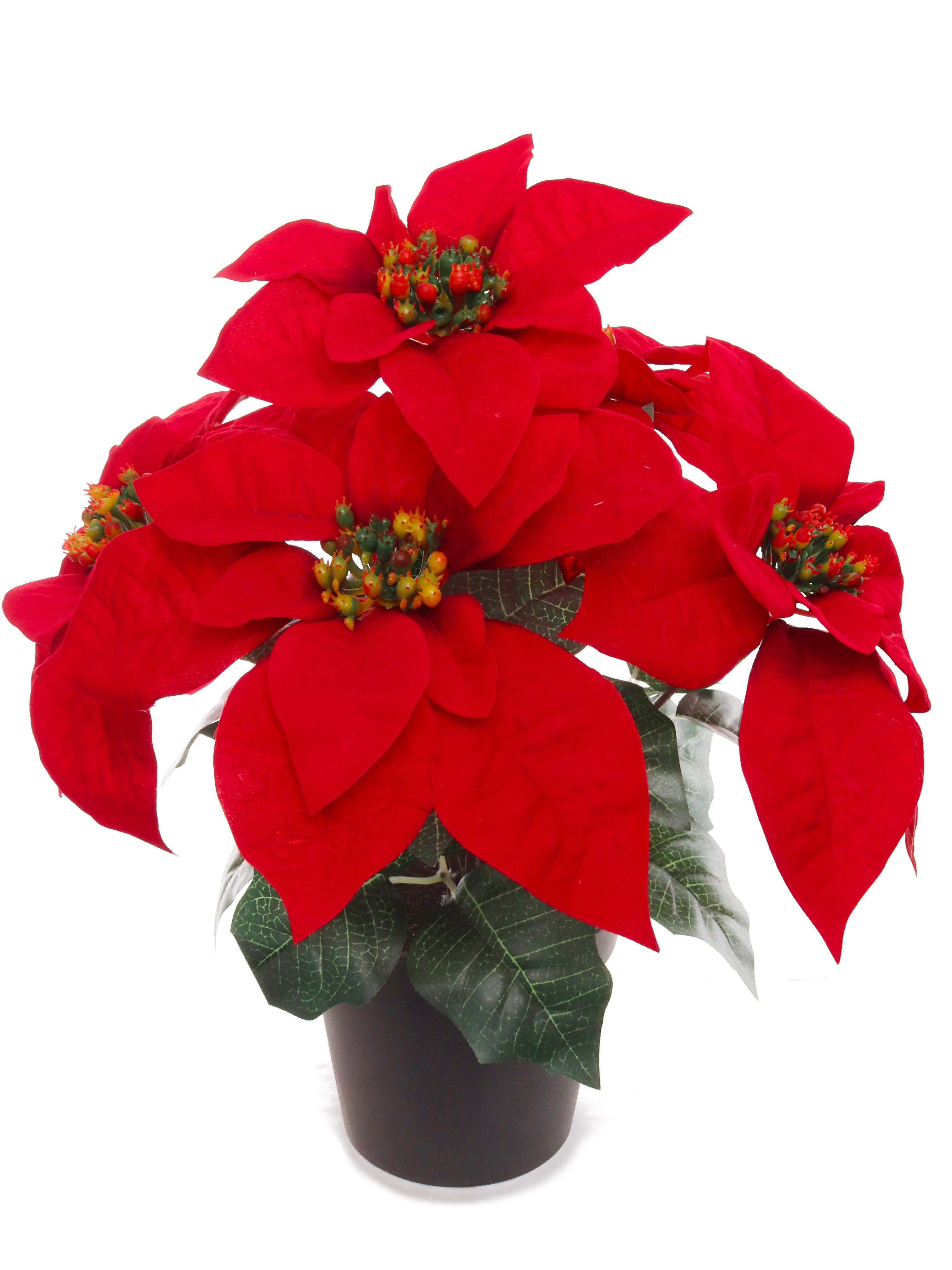 13" Red Velvet Poinsettia Bush in Black Pot with 5 Silk Flowers Pack of 6 2024 Christmas Collection - Larksilk