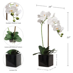Elegant White Phalaenopsis Orchid in 5" Black Cubed Pot, Floral Accent Ideal for Home, Office, and Event Decor - Larksilk