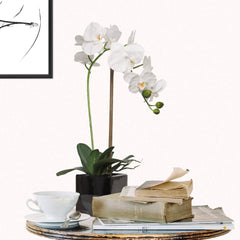 Elegant White Phalaenopsis Orchid in 5" Black Cubed Pot, Floral Accent Ideal for Home, Office, and Event Decor - Larksilk