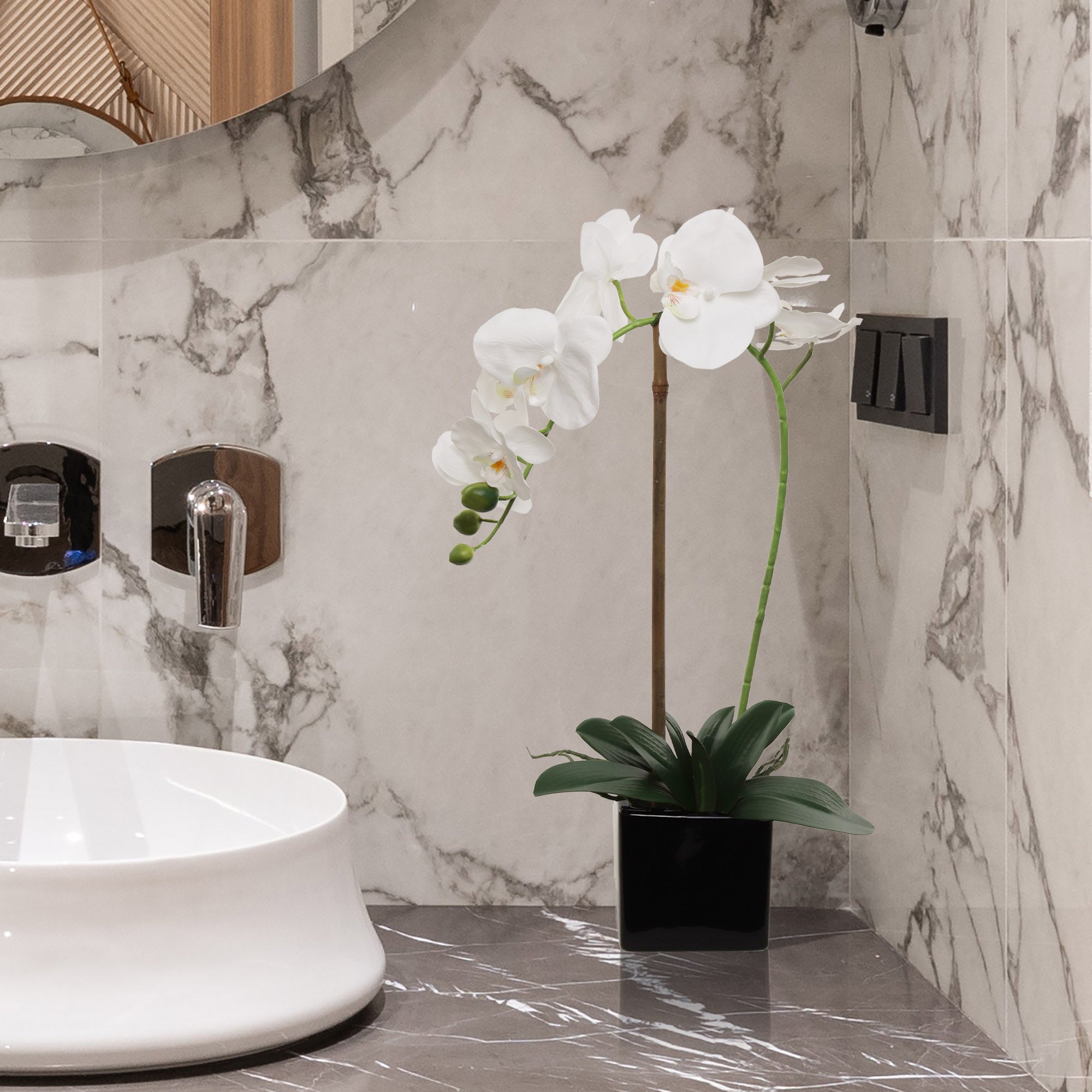 Elegant White Phalaenopsis Orchid in 5" Black Cubed Pot, Floral Accent Ideal for Home, Office, and Event Decor - Larksilk