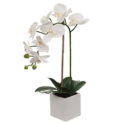 White Phalaenopsis in 5" Cube White Pot, Elegant Lifelike Orchid, Ideal for Home, Office, and Tabletop Decor - Larksilk