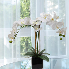 2 White Orchid in 5" Black Cube Pot - Larksilk