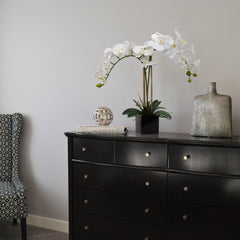 2 White Orchid in 5" Black Cube Pot - Larksilk