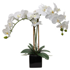 2 White Orchid in 5" Black Cube Pot - Larksilk
