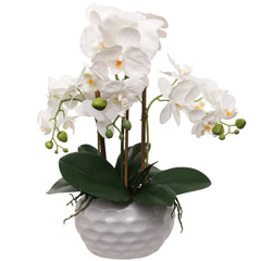 19" White Phalaenopsis Orchid Flowers in Dimple White Pot - Larksilk