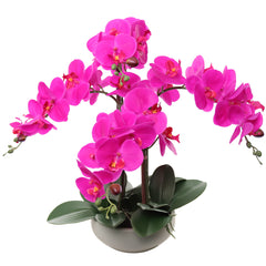 20" Fuchsia Phalaenopsis Orchid in Round Grey Pot - Larksilk