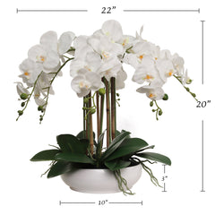 20" White Phalaenopsis Orchid Flowers in 10" Round White Pot - Larksilk