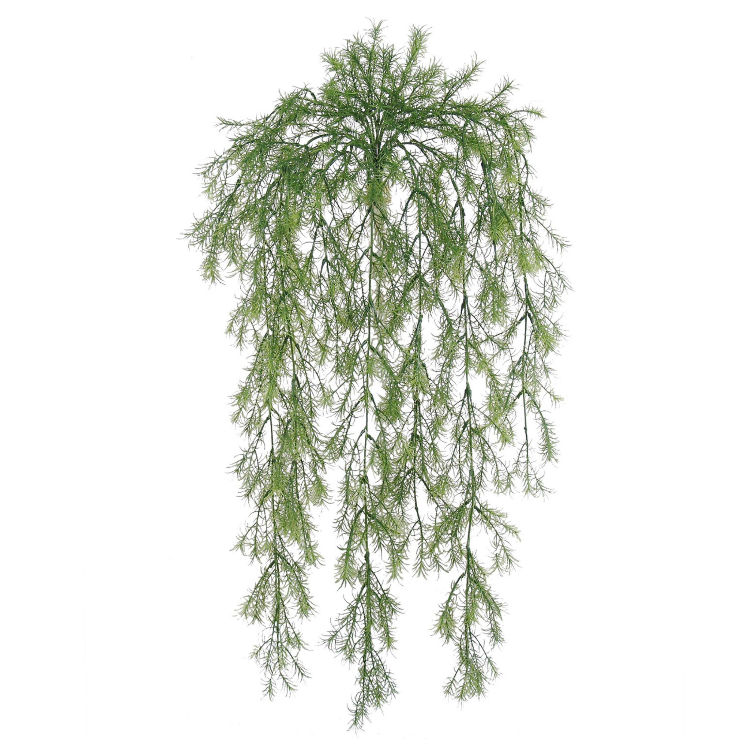 31" Sprengeri Bush - Larksilk