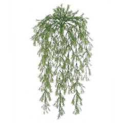 31" Sprengeri Bush - Larksilk