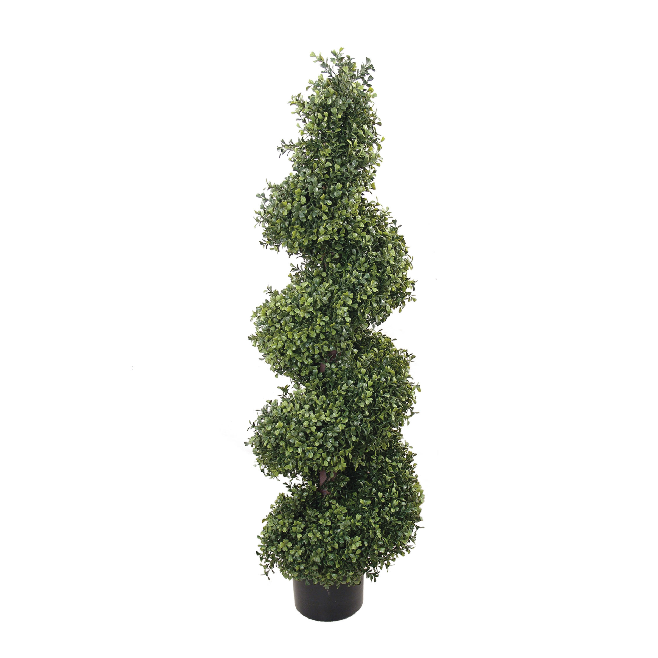 4ft Boxwood Spiral Topiary Tree in Black Pot - Larksilk