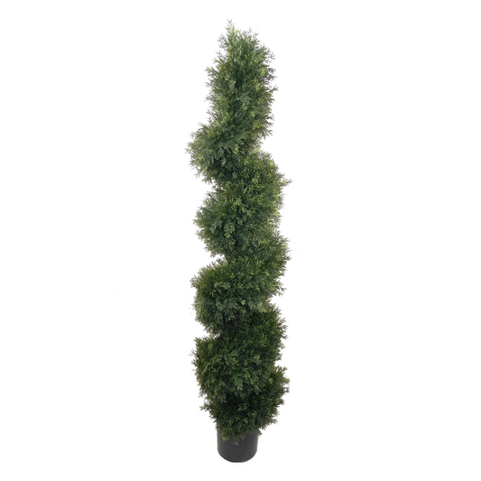 5ft Cedar Spiral Topiary Tree in Black Pot