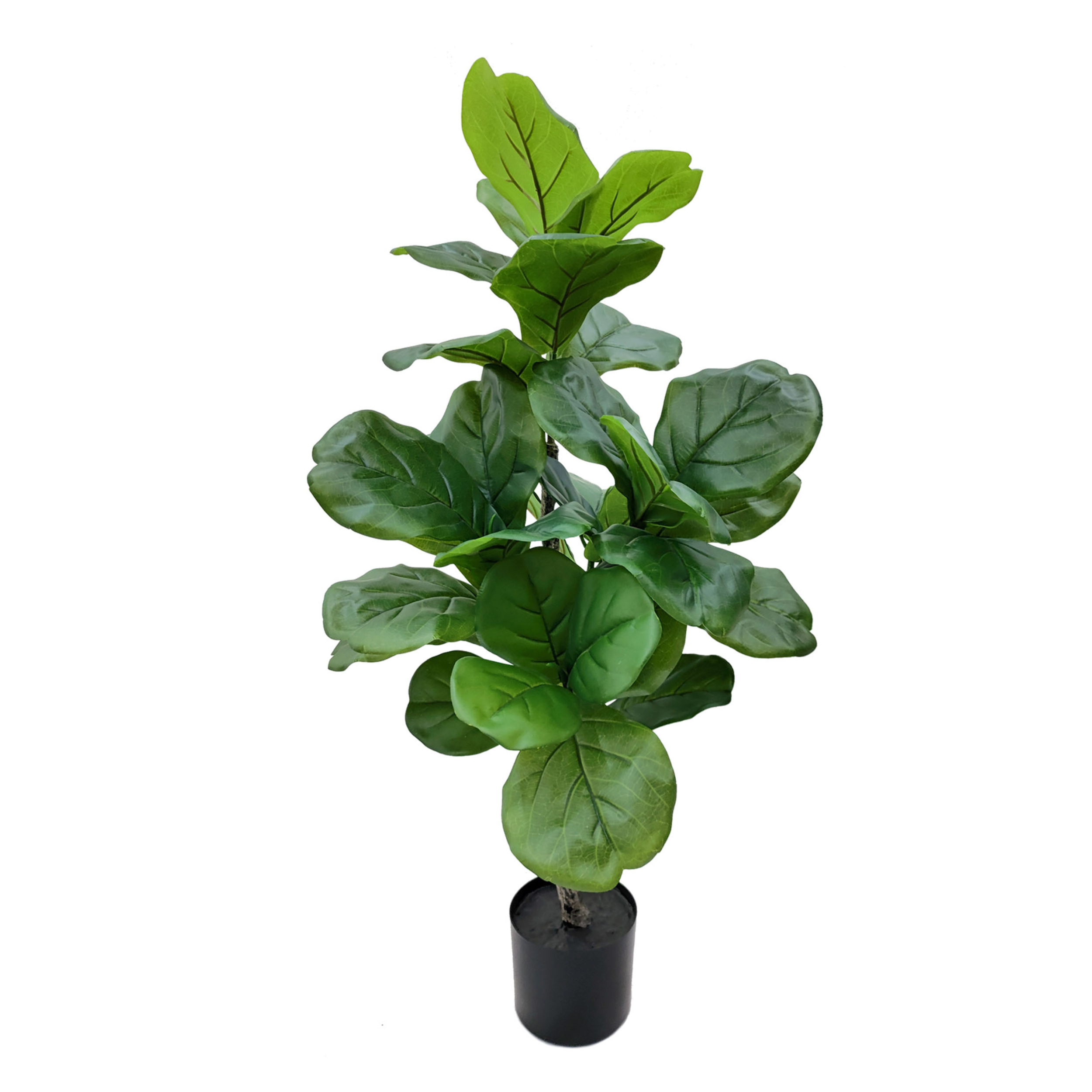 40" Fiddle Plant in Black Pot - Larksilk