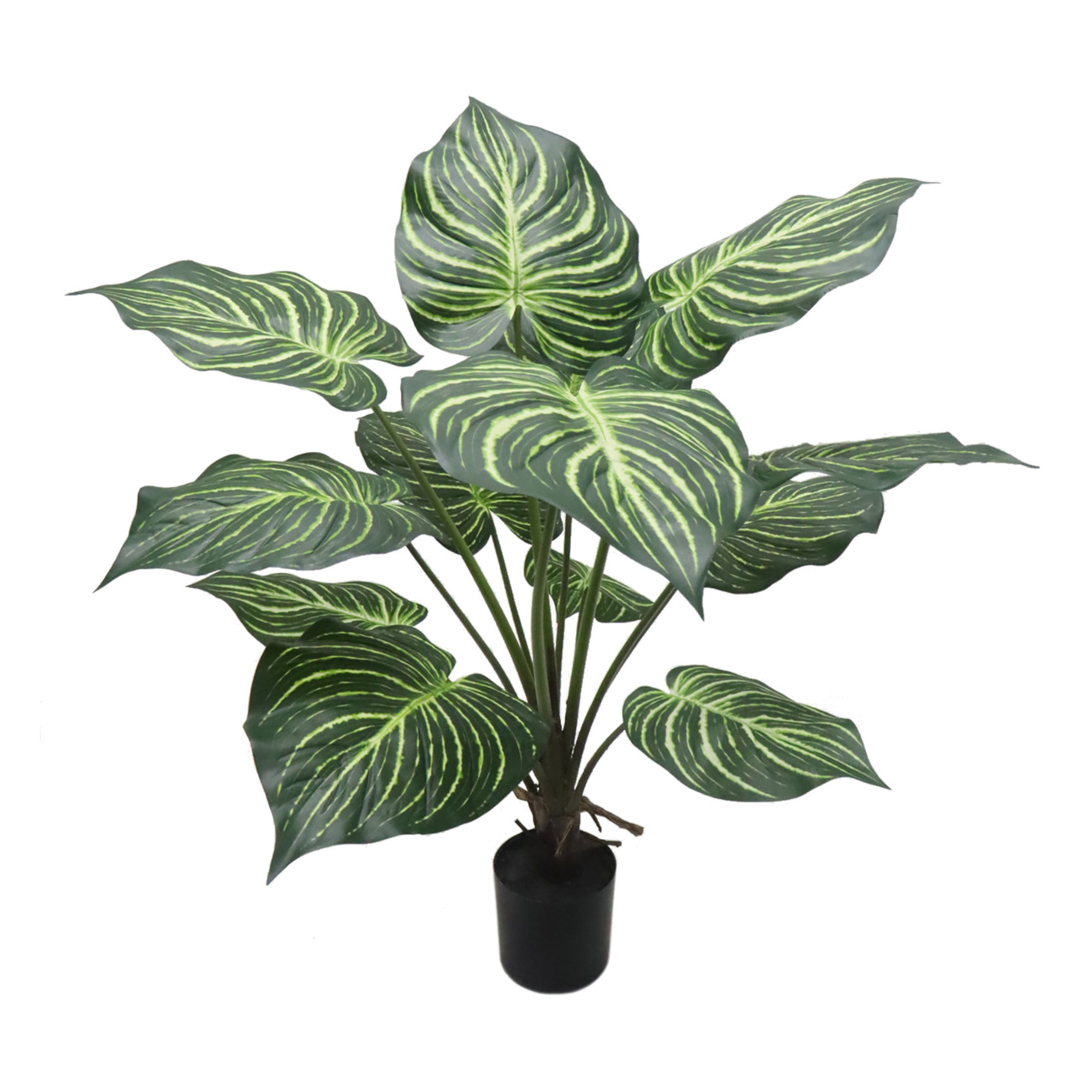 36" Dieffenbachia Plant in Black Pot - Larksilk
