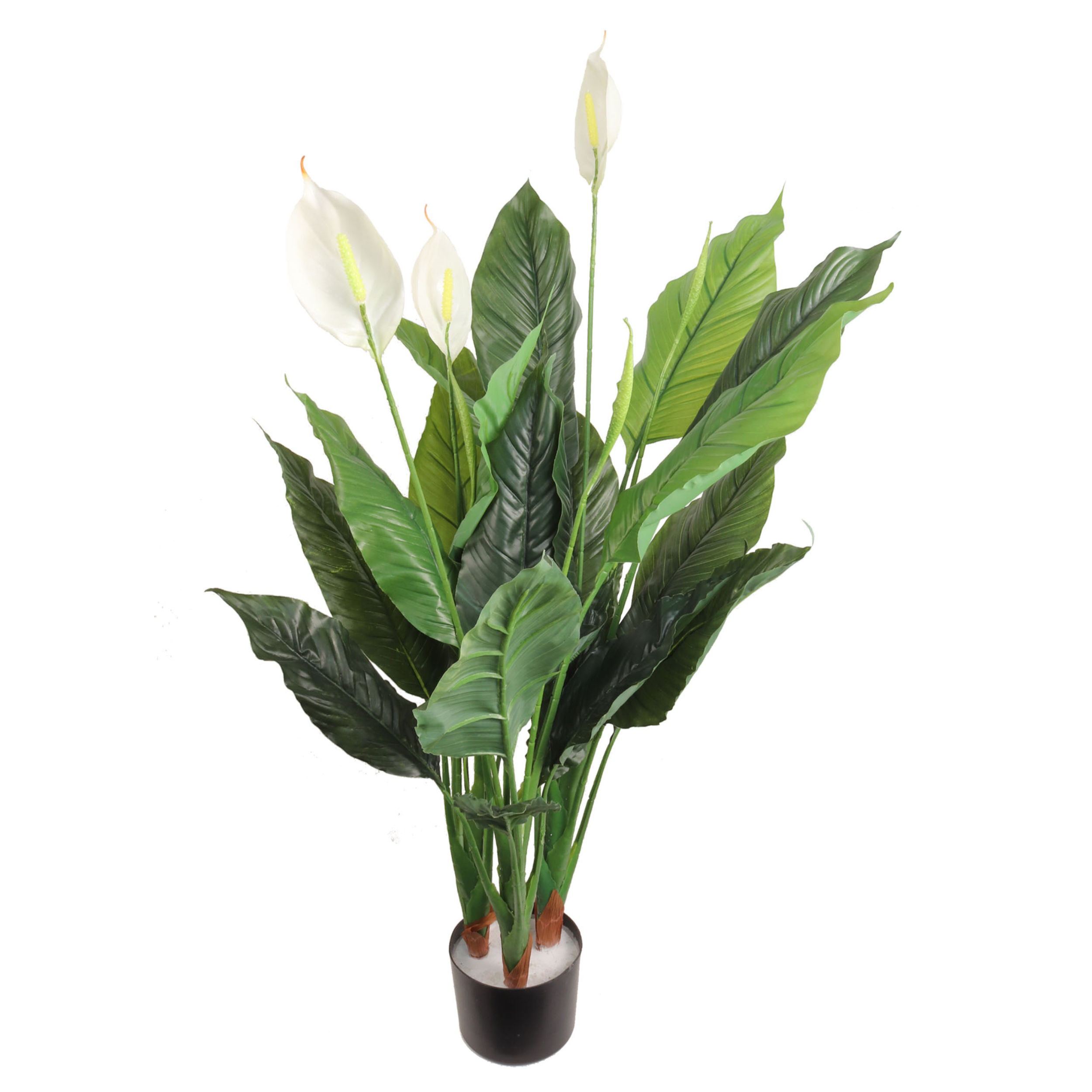 42" Spathiphyllum Plant in Black Pot - Larksilk