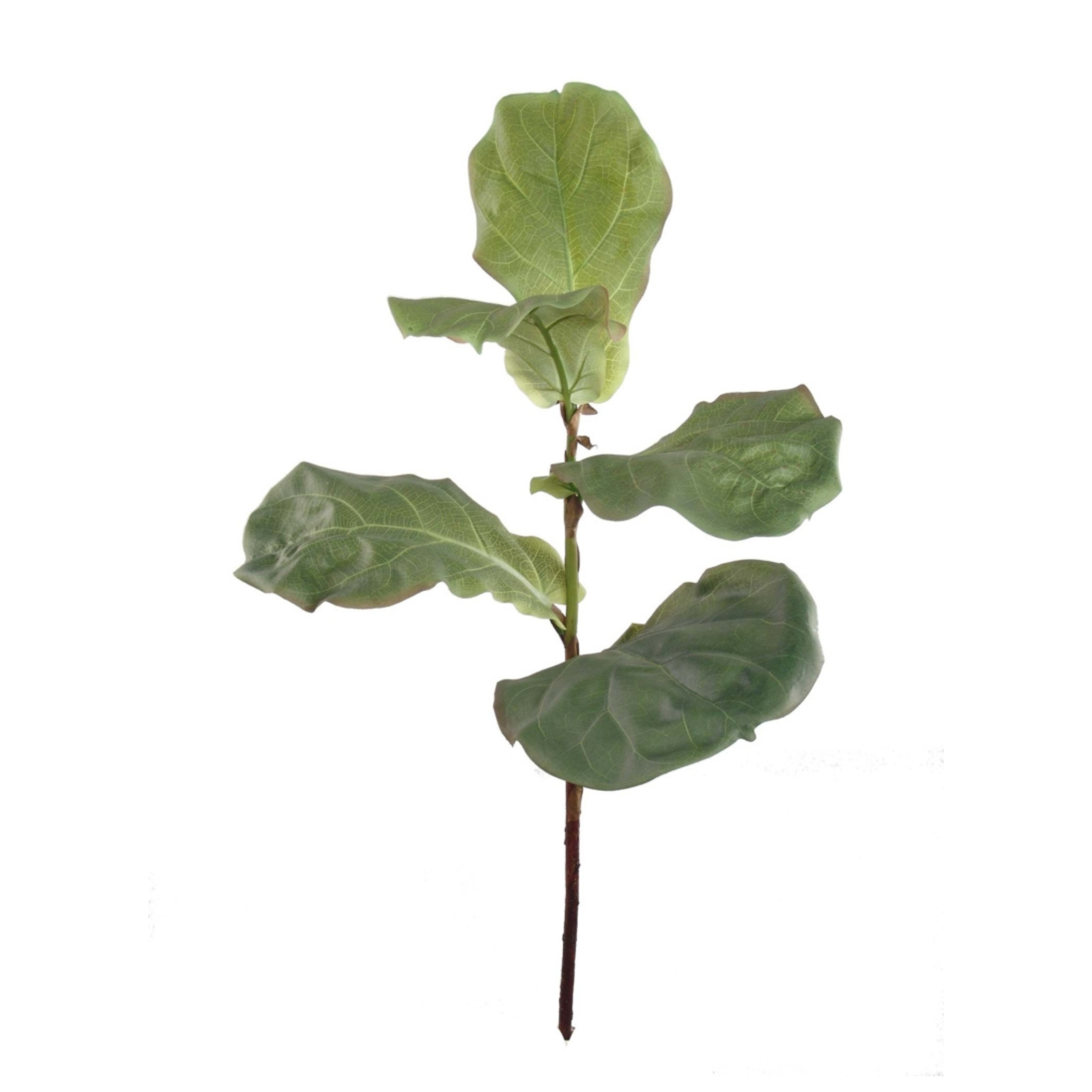 36" Bango Fig Spray - Larksilk