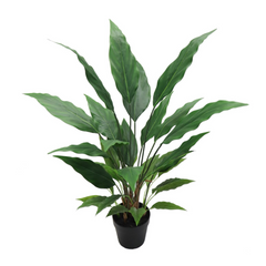 3ft Spathiphyllum Plant in Black Pot - Larksilk