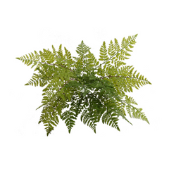 22" Leather Fern Bush - Larksilk