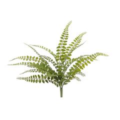 18" Buckler Fern Bush - Larksilk