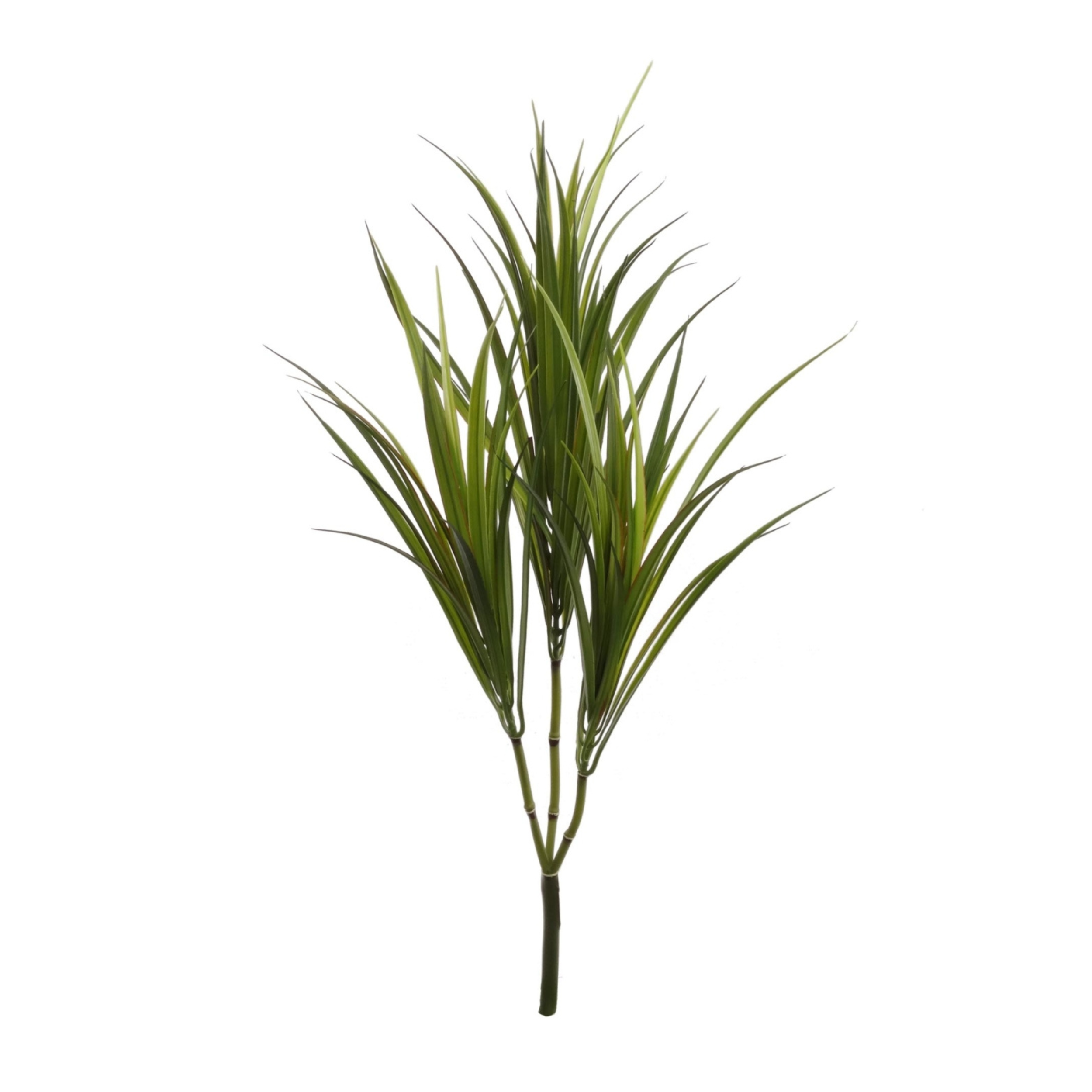 29" Dracaena Marginata - Larksilk