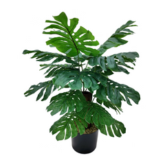 24" Monstera Plant in Black Pot - Larksilk