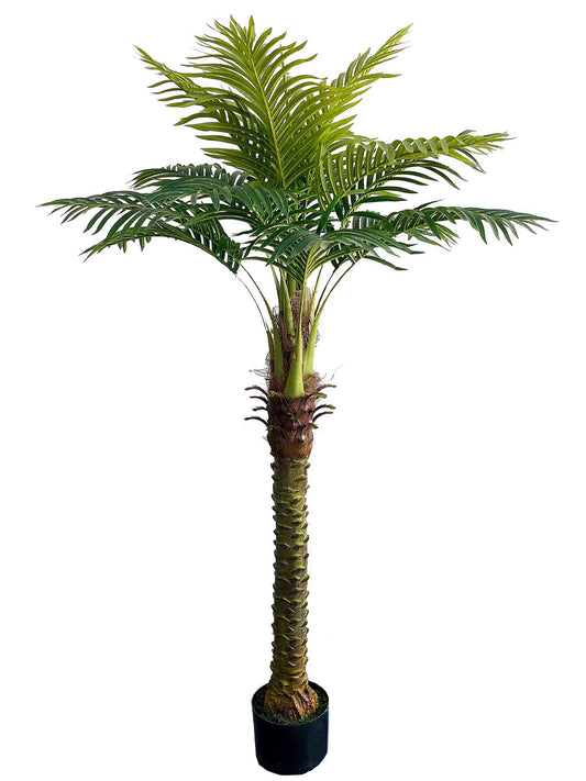 6ft Royal Palm Tree in Black Pot w/ Silk Leaves