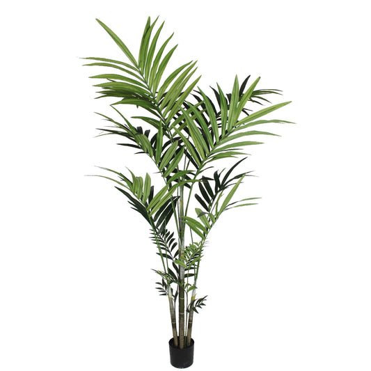 6ft Kentia Palm Tree in Black Pot w/ 191 Silk Leaves
