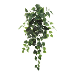 Hanging Philodendron Bush - 36"