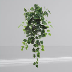 Hanging Philodendron Bush - 36"