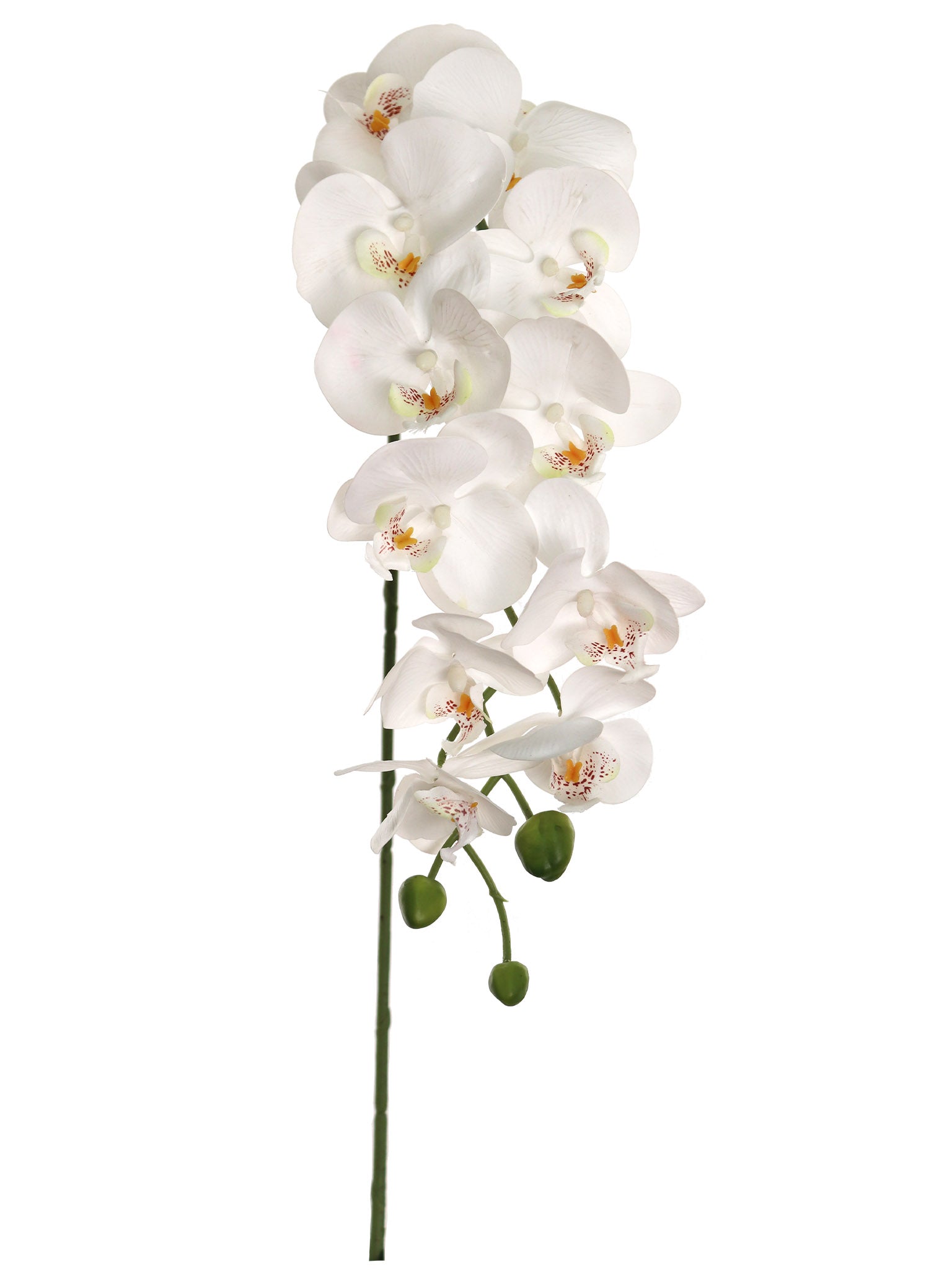 43” PHALAENOPSIS W/ 12 FLOWERS - Larksilk