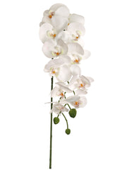 43” PHALAENOPSIS W/ 12 FLOWERS - Larksilk