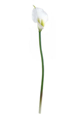 14" RUBBER CALLA LILY Cream