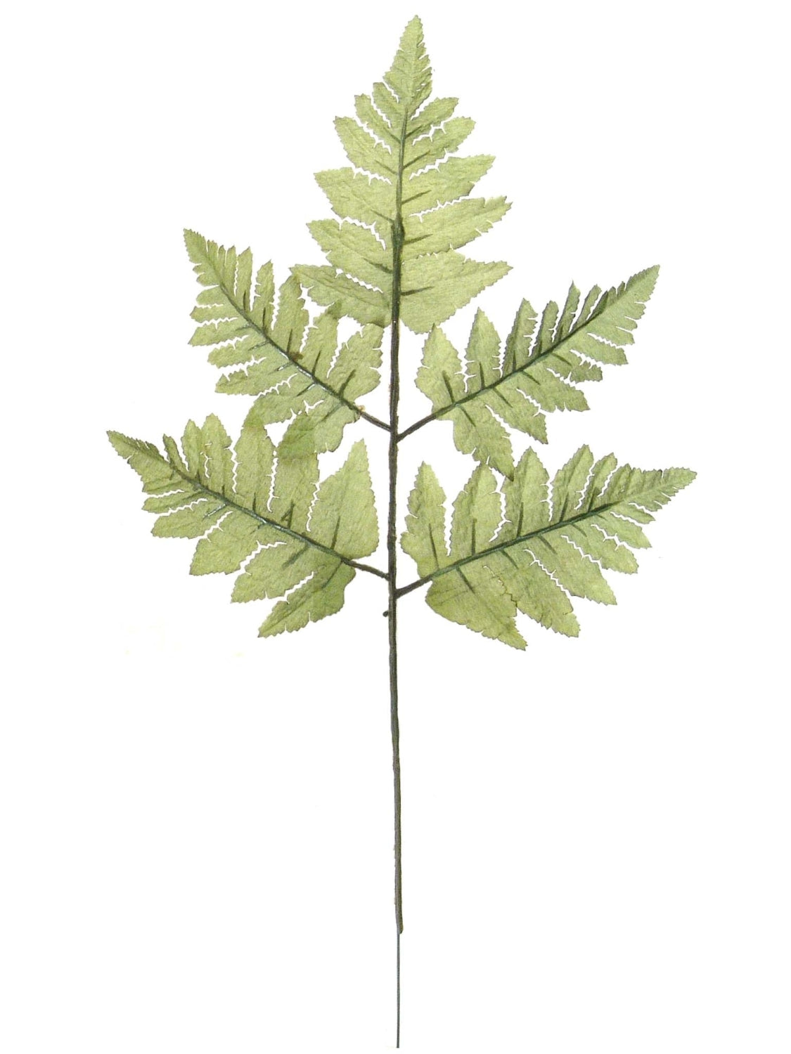 LEATHER FERN 2024 Christmas Collection - Larksilk