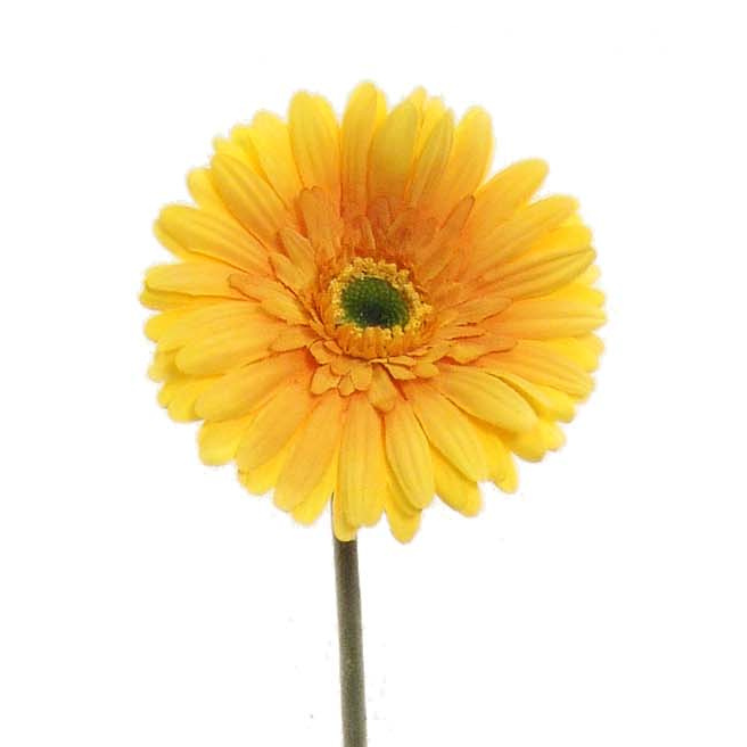 25" Gerbera Daisy Stem - Larksilk