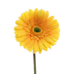 25" Gerbera Daisy Stem - Larksilk