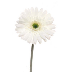 25" Gerbera Daisy Stem - Larksilk
